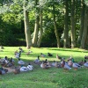 The Ducks