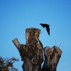 As the crow flies