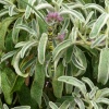 Insect