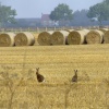 Hares in the field near Newport