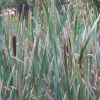Reeds, Basingstoke Canal, Up Nately