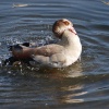 Egyptian Goose taking a bath