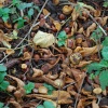 Conkers!