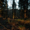 Stoke Park Wood Dec 2005