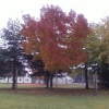 Autumn leaves
