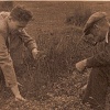 Picking watercress