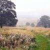 Mist on the common