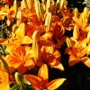 Lillies for Sale.
