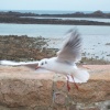 Black headed Gull