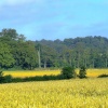 South Dalton fields