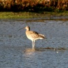 Curlew.