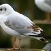 Black Headed Gull