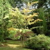 Westonbirt