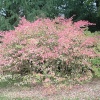 Westonbirt
