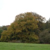 Westonbirt