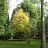 Westonbirt