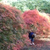 Westonbirt