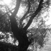 Stewartby Lake