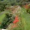 Dierama's