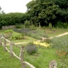 The Lavender Garden at Cockington Court.