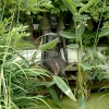 Statue of girl.
