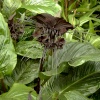 The Bat Plant.