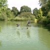 Statues of birds in a lake.