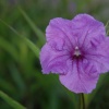 Purple Flower