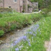 Bluebell time