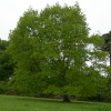 Mum's Tree at the height of Spring