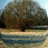 Meadow willow