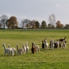 Alpacas near Croughton, Northants