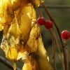 Autumn leaves on a bridleway, near Croughton, Northants