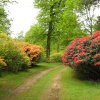 Rhododendrons at their best