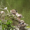 Hartsholme Country Park