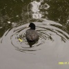 Hartsholme Country Park