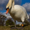 Swan at Hatchet Moor, New Forest