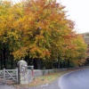Beech Trees (Again)