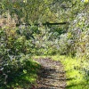 The path around the pond