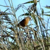 The stonechat revisited