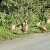 Pheasants....phasianus calchicus