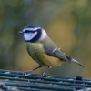 Blue Tit