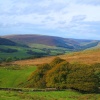 Bowland Forest