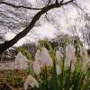 Snowdrops