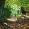 Through the woods