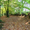 Autumn in the woods