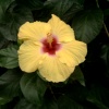 Hibiscus.