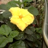 Hibiscus.