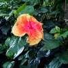 Hibiscus.