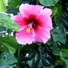 Hibiscus.